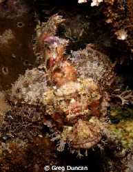 Bearded Scorpion fish, Adara wall night dive on Atauro Is... by Greg Duncan 